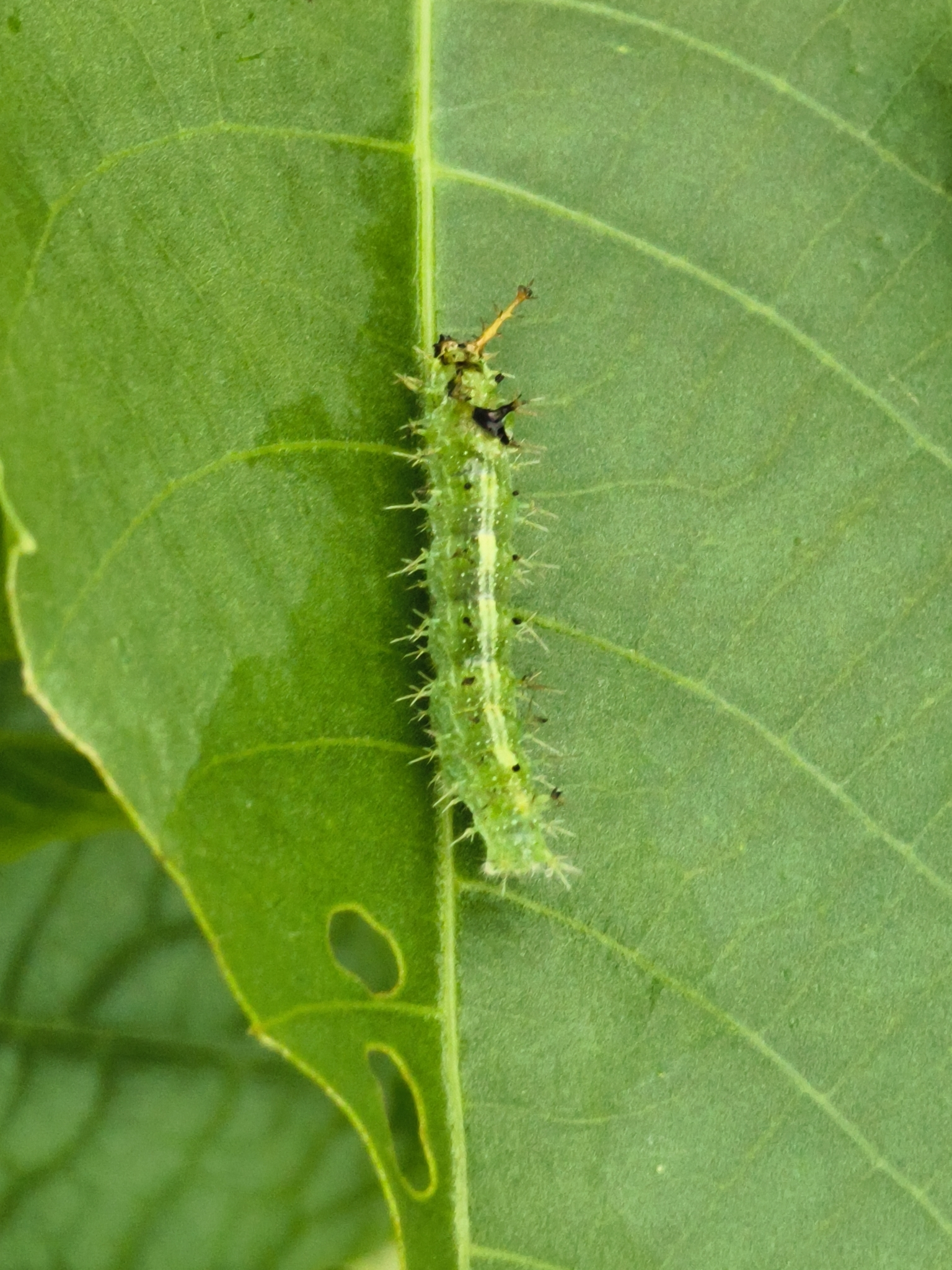 Common Castor