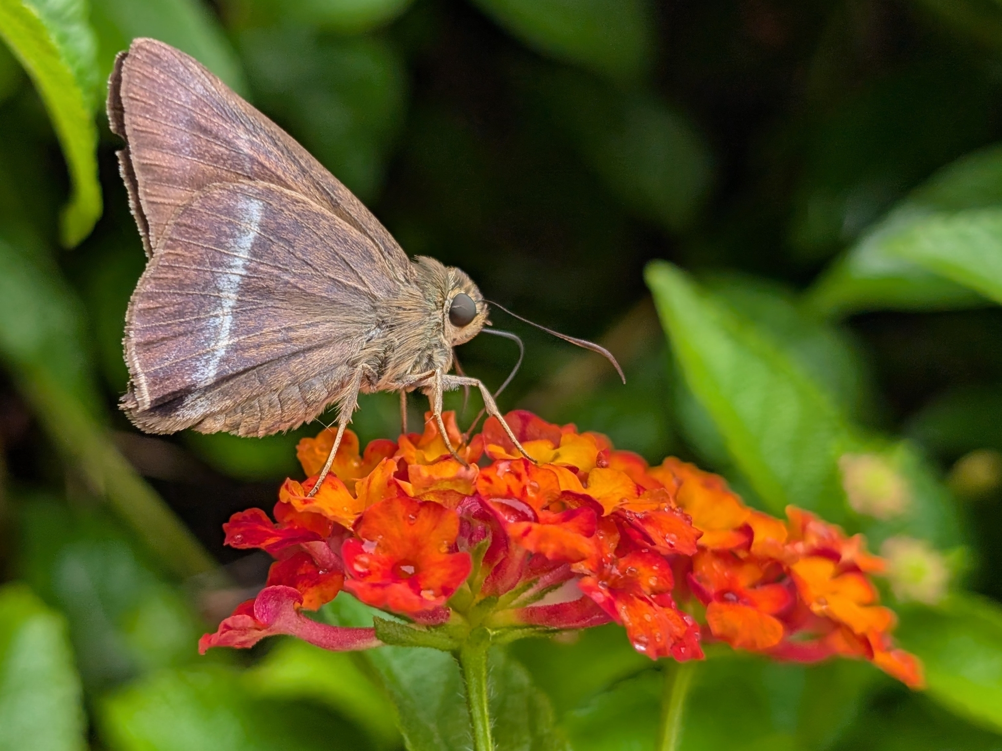 Common Banded Awl