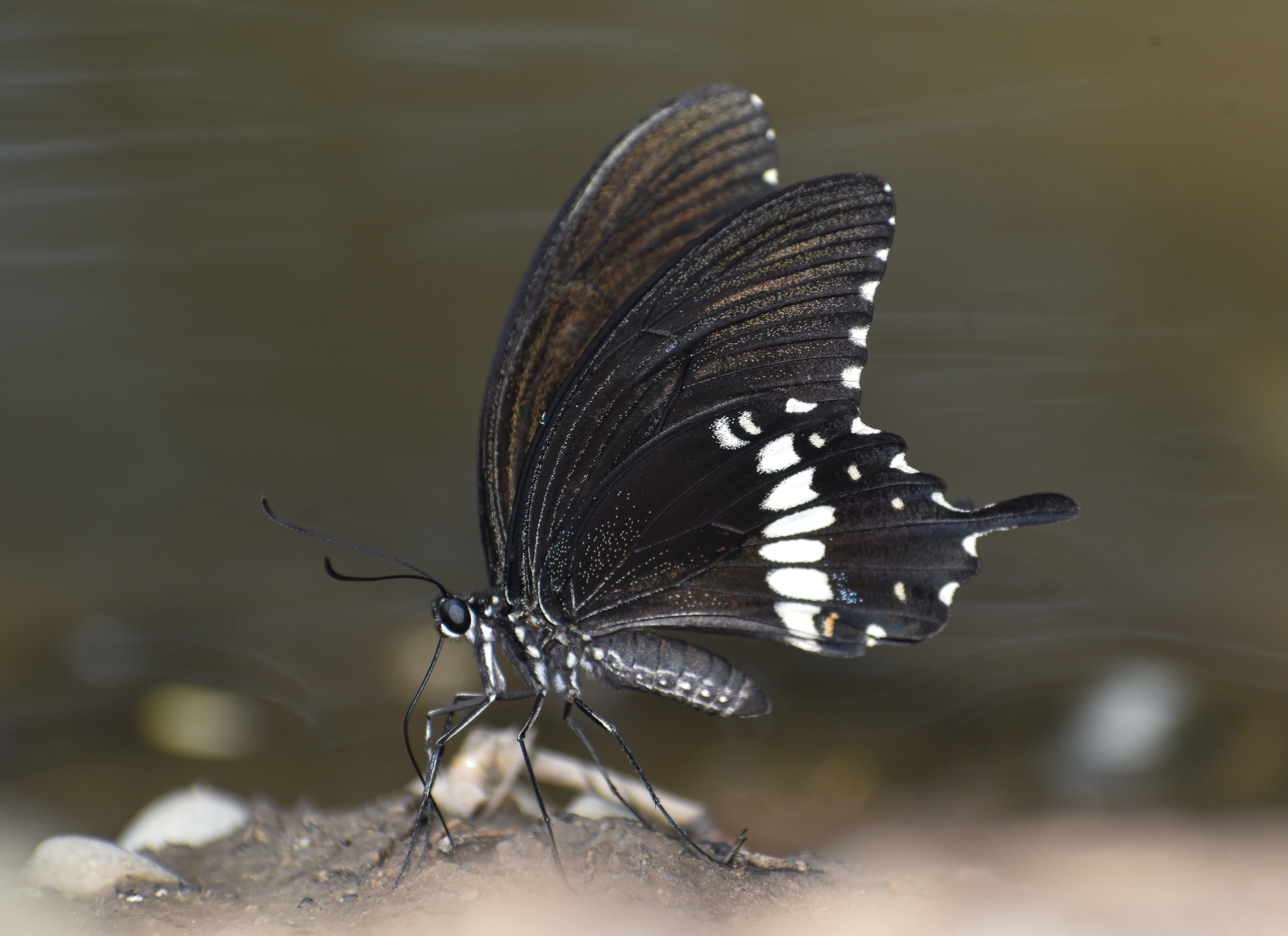 Common Mormon