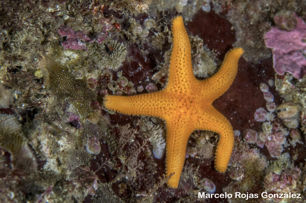 Obese Henricia