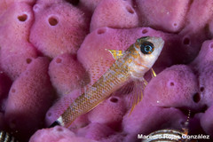 Helcogrammoides cunninghami