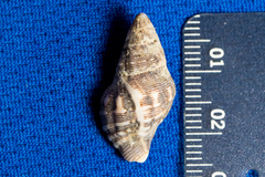 Roperia poulsoni