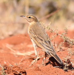 Anthus vaalensis