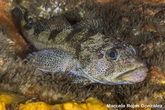 Chilean Thornfish photo 2