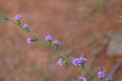 Liatris virgata