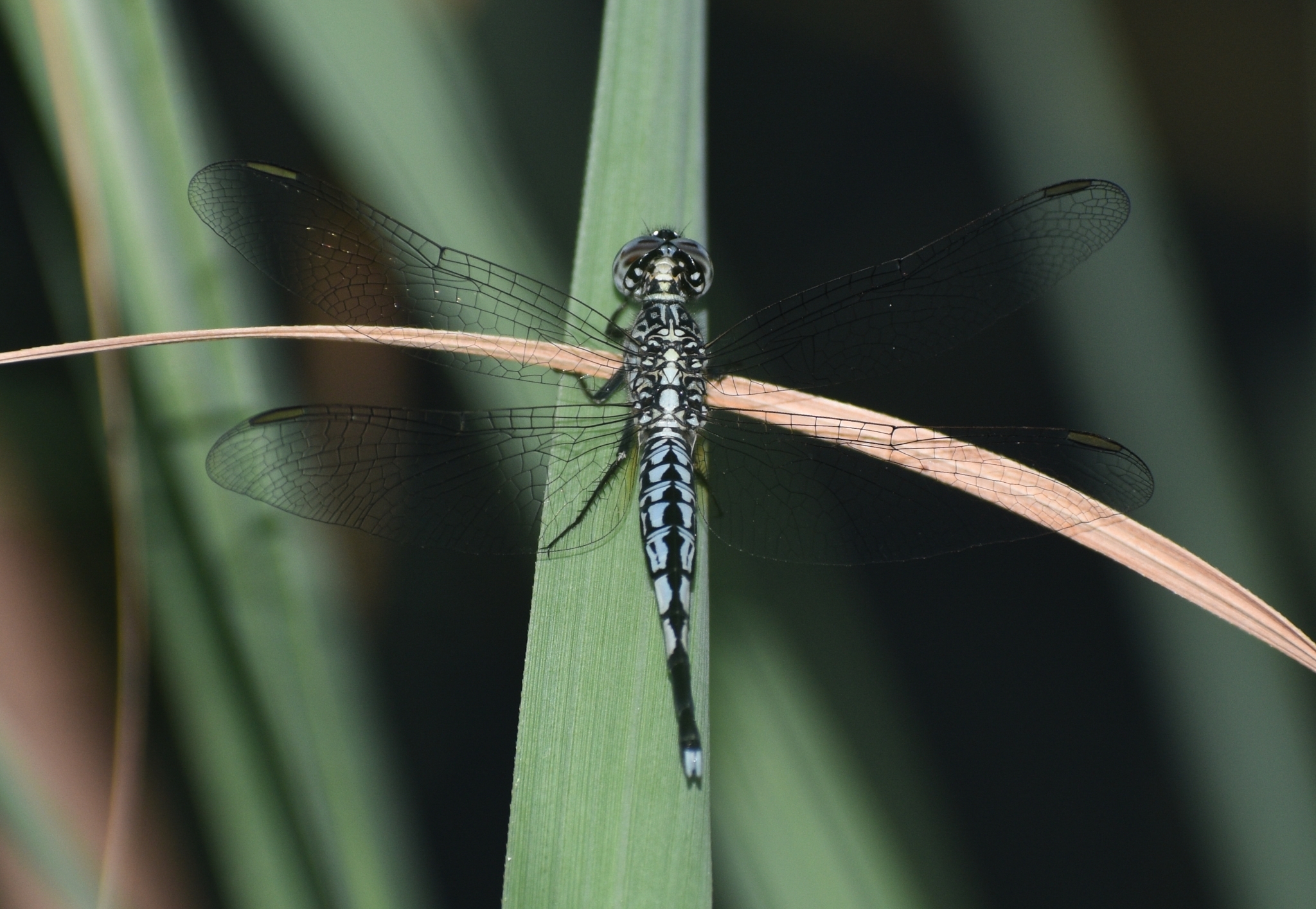 Trumpet-Tail