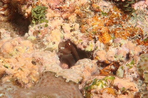Cirripectes polyzona observed 2025-06-17