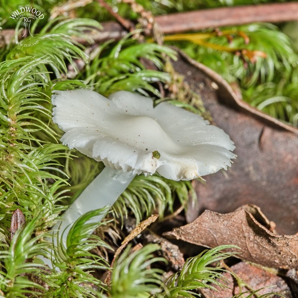 Humidicutis mavis · June 2025 · photo: © robbiebgraham (iNaturalist, cc0)