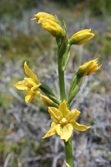 Gavilea gladysiae
