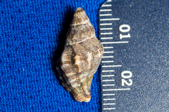 Roperia poulsoni