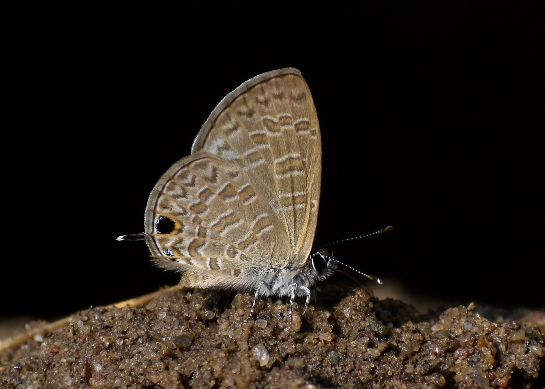 Common Lineblue