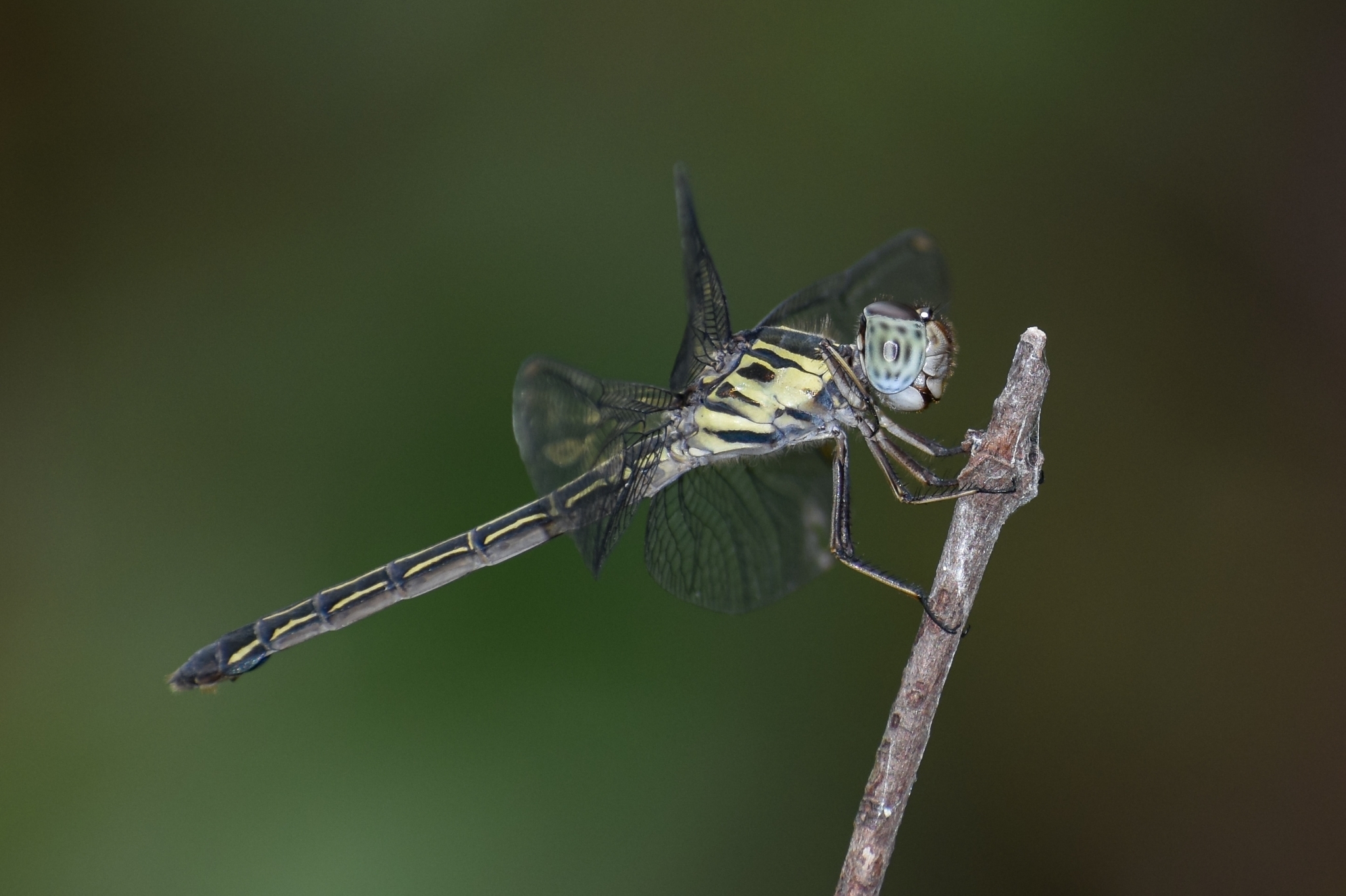 Emerald-Banded Skimmer