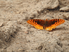 Speyeria nokomis