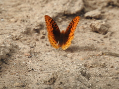 Speyeria nokomis