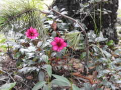 Cosmos palmeri