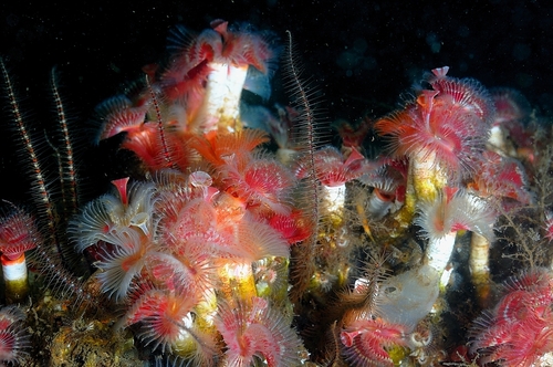 Red Tubeworm, Queenie's Reef, photo 7 of 10