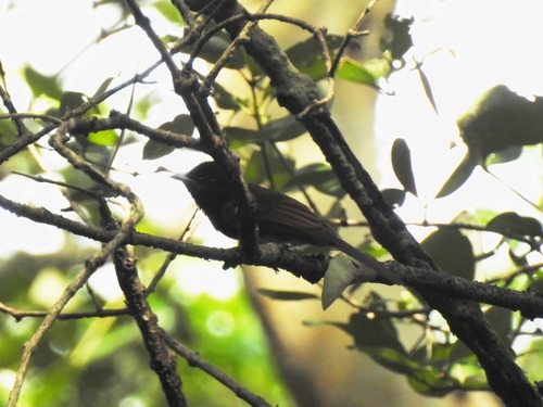Black Paradise Flycatcher (Terpsiphone atrocaudata), photo 5