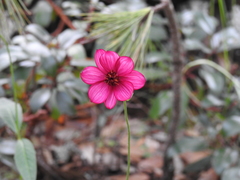 Cosmos palmeri