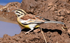 Emberiza flaviventris kalaharica
