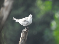 Chlidonias hybrida