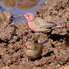 Lagonosticta senegala rendalli