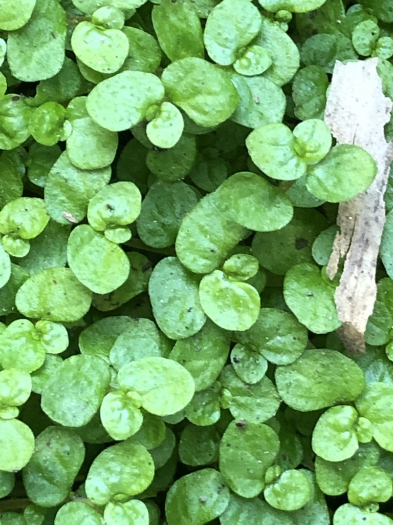 Soleirolia