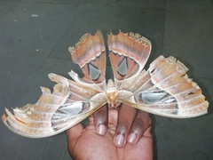 Attacus taprobanis