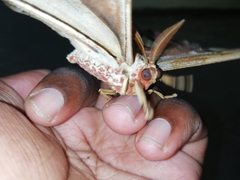 Attacus taprobanis