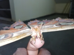 Attacus taprobanis