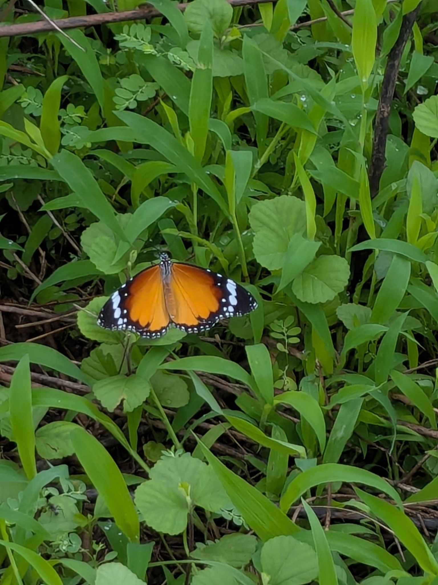 Plain Tiger