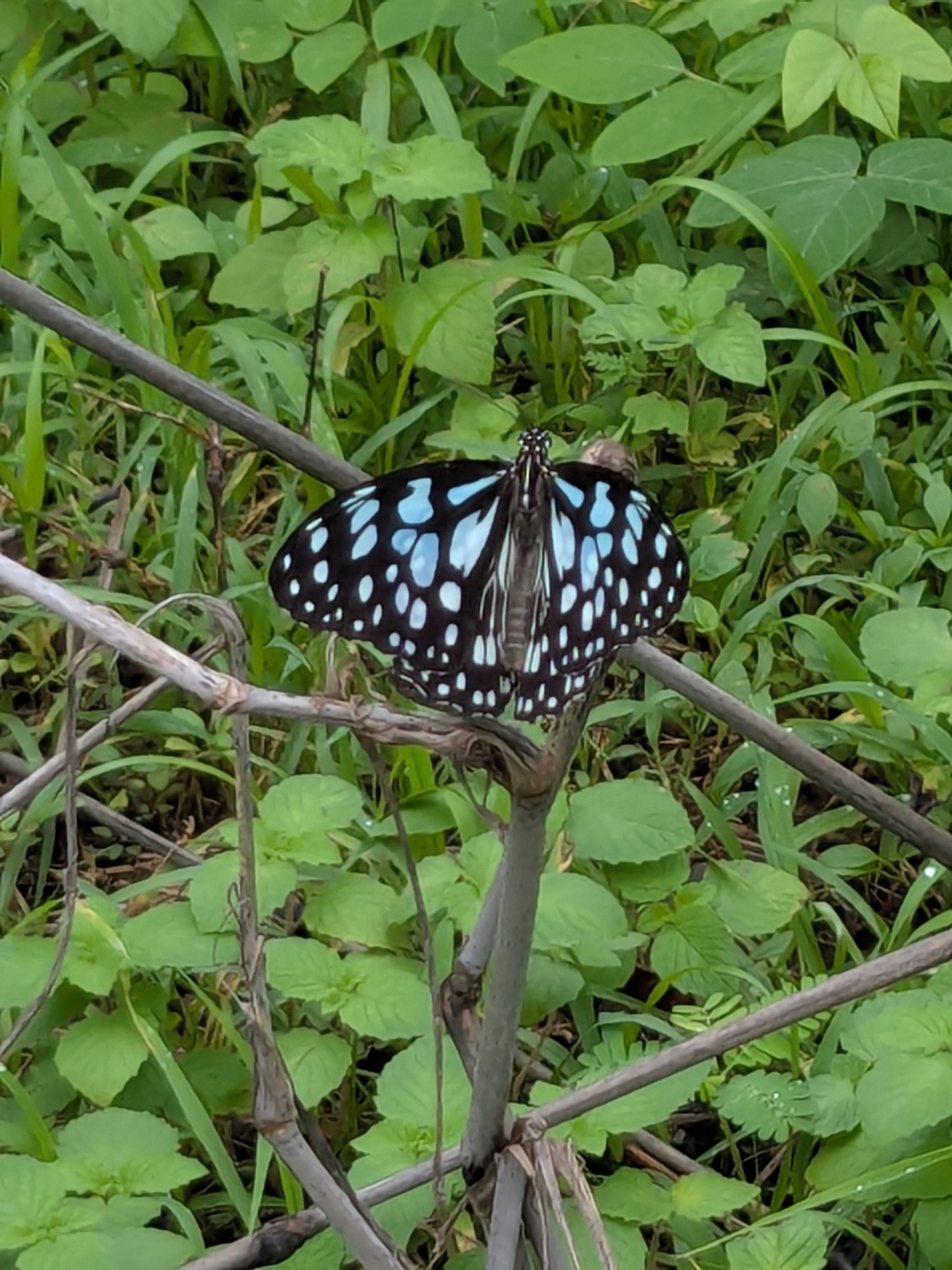 Blue Tiger
