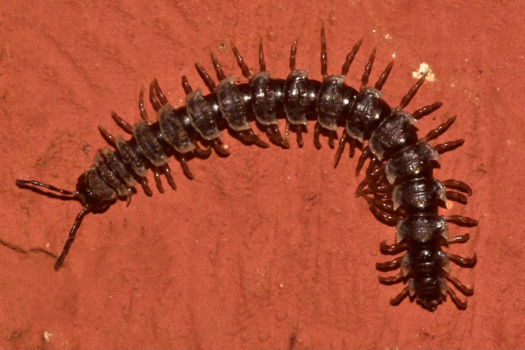 Polydrepanini
