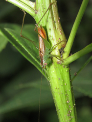 Conocephalus saltator