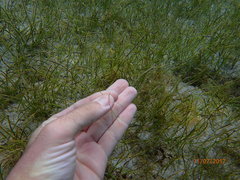 Halodule wrightii