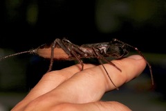 Mastigoproctus tohono