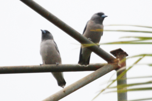 Artamus fuscus