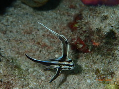 Pareques acuminatus