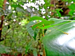 Engonia