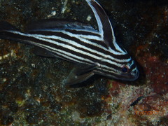 Pareques acuminatus