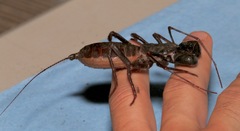 Mastigoproctus tohono