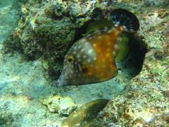 Cantherhines macrocerus