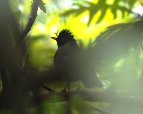Speckled Nightingale-Thrush (Catharus maculatus), photo 5