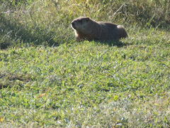 Marmota monax