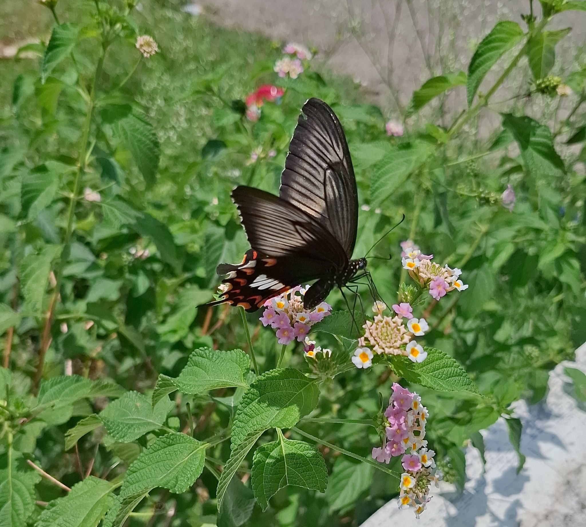 Common Mormon