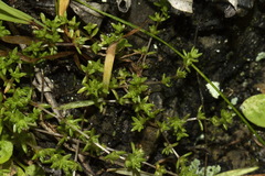Crassula mataikona