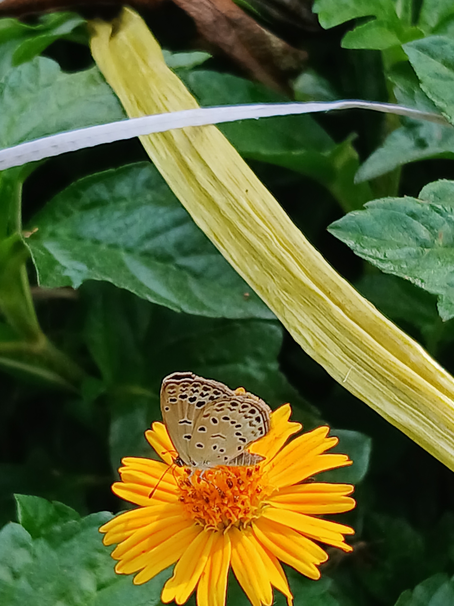 Pale Grass Blue