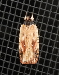 Agonopterix atrodorsella