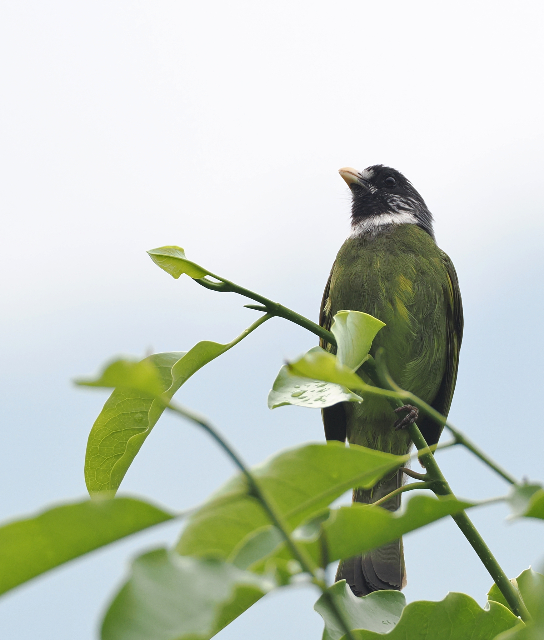 Collared Finchbill