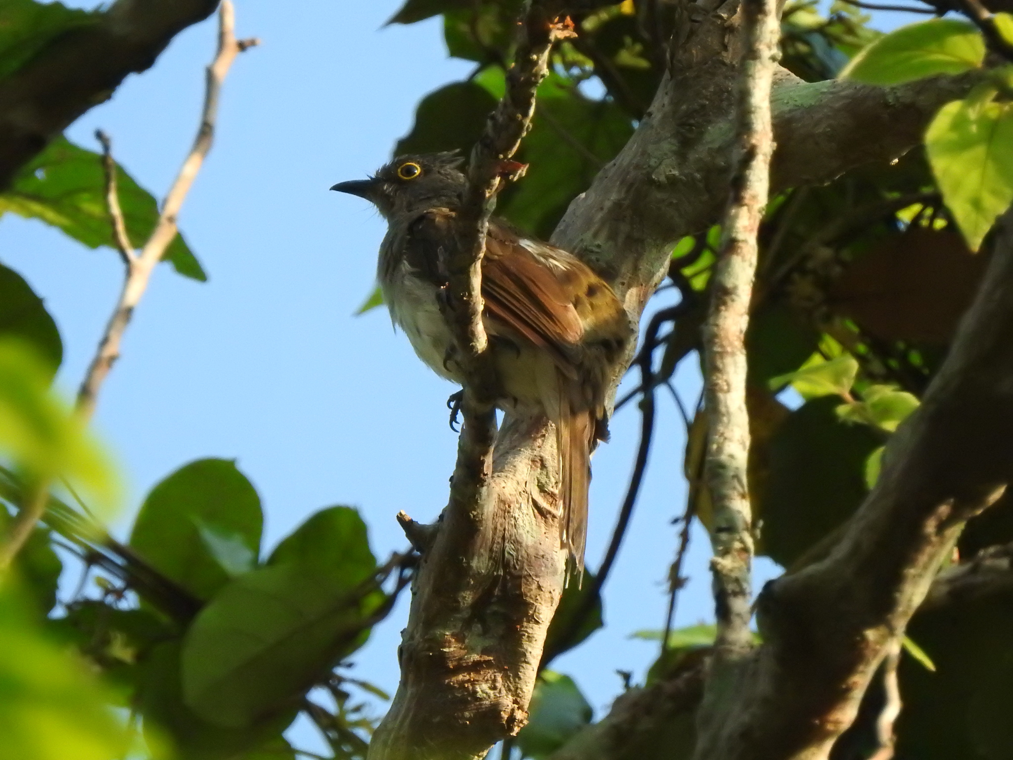 Yellow-wattled Bulbul illustration