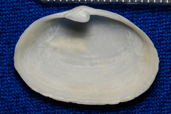 Cryptomya californica